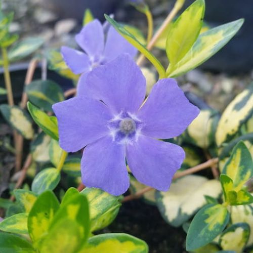 Barwinek MID BLUE