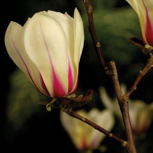 Magnolia SUNRISE