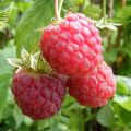 Malina BABY DWARF