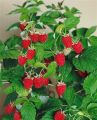 Malina BABY DWARF