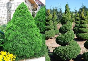 Świerk Biały CONICA 30-40CM