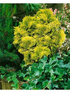 Cyprysik Tępołuskowy AURORA na pniu