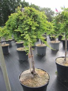 Jałowiec płożący GOLDEN CARPET na pniu 100 cm