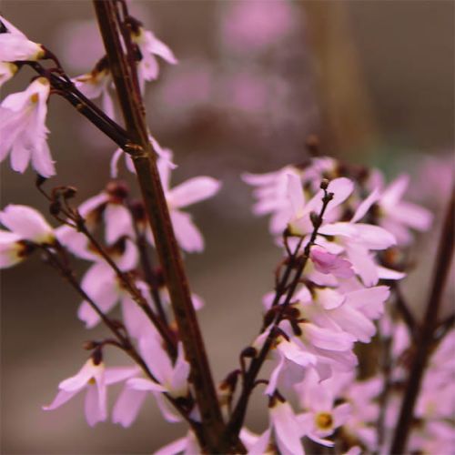 Abeliofylum koreańskie Różowa forsycja