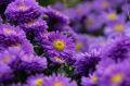 Aster Nowobelgijski Magic Purple