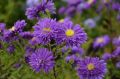 Aster Nowobelgijski Magic Purple