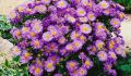 Aster Nowobelgijski Magic Purple