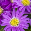 Aster Nowobelgijski Magic Purple