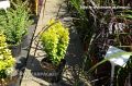 Berberys Thunberga GOLDEN TOWER