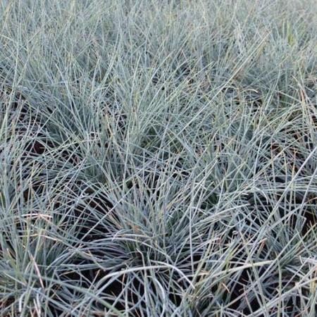 Kostrzewa POPIELATA UCHTE