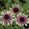 Jeżówka Purpurowa 'Green Twister'
