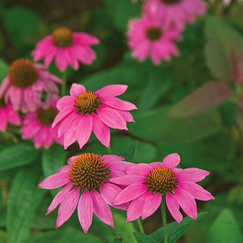 Jeżówka Purpurowa 'PowWow Wild Berry'