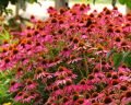 Jeżówka Purpurowa 'PowWow Wild Berry'