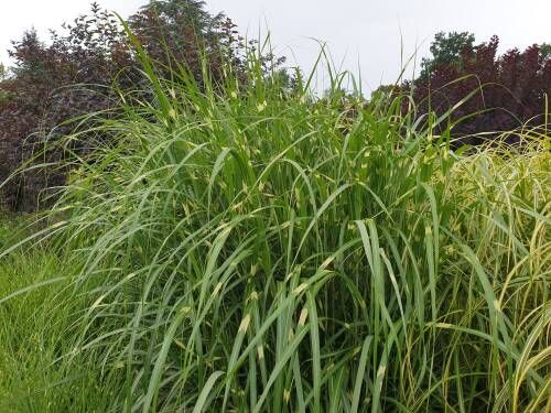 Miskant chiński GIRAFFE