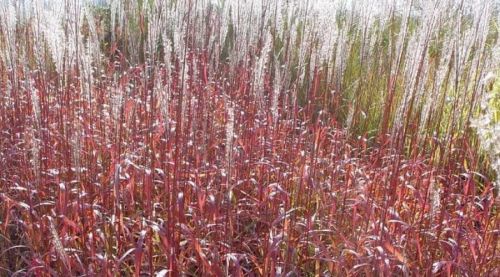 Miskant chiński GHANA