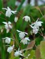 Epimedium 'White Hart