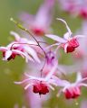 Epimedium 'Pink Elf'