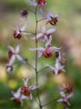 Epimedium 'Pink Elf'