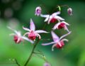 Epimedium 'Pink Elf'