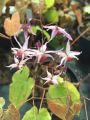 Epimedium 'Pink Elf'