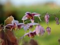 Epimedium 'Pink Elf'
