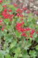 Żurawka 'Ruby Bells'