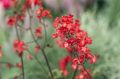 Żurawka 'Ruby Bells'