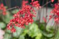 Żurawka 'Ruby Bells'
