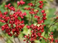 Żurawka 'Ruby Bells'