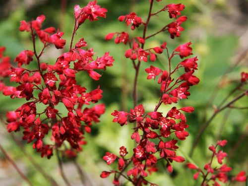 Żurawka RUBY BELLS  
