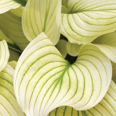 Funkia-Hosta WHITE FEATHER