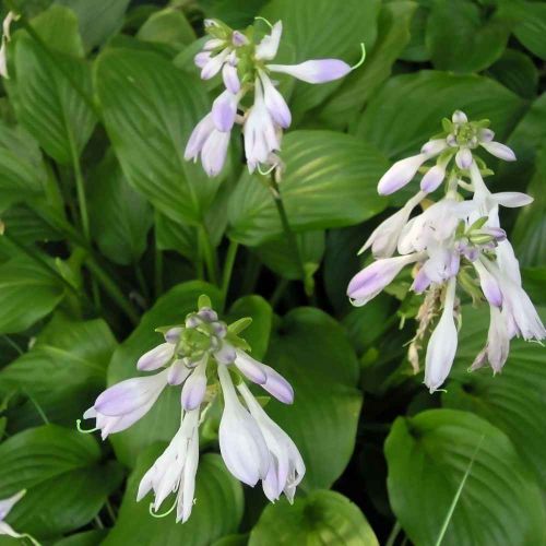 Funkia rozdęta-Hosta VENTRICOSA