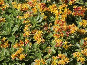 Rozchodnik kamczacki Variegatum