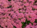 Rozchodnik okazały 'Herbstfreude'