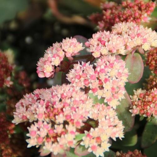 Rozchodnik karpacki 'Twinkling Star'