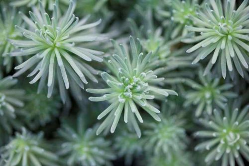 Rozchodnik Forstera 'ORACLE'