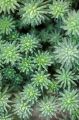 Rozchodnik Forstera 'ORACLE'