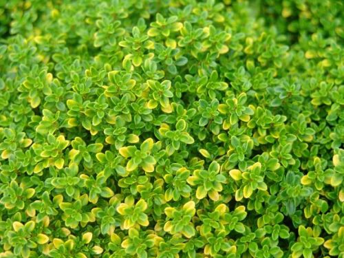 Macierzanka cytrynowa ‘Aurea’