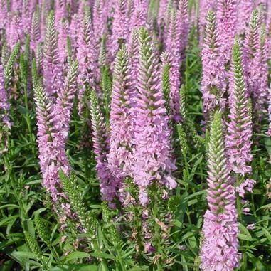 Przetacznik kłosowy RONICA FUCHSIA