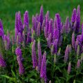 Przetacznik kłosowy RONICA FUCHSIA