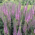 Przetacznik kłosowy RONICA FUCHSIA