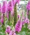 Przetacznik kłosowy RONICA FUCHSIA