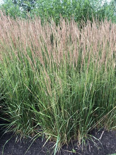 Trzcinnik ostrokwiatowy OVERDAM