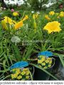 Liliowiec Ogrodowy STELLA D'ORO