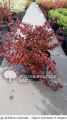 Berberys ATROPURPUREA NANA