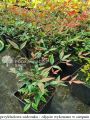 Nandina domowa