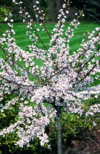 Śliwa wiśniowa HESSEI