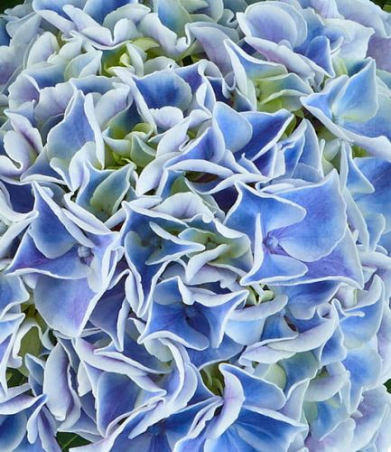 Hortensja SAXON CANDY HEART BLUE
