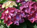 Hortensja Ogrodowa HOT RED PURPLE