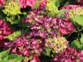 Hortensja Ogrodowa HOT RED PURPLE